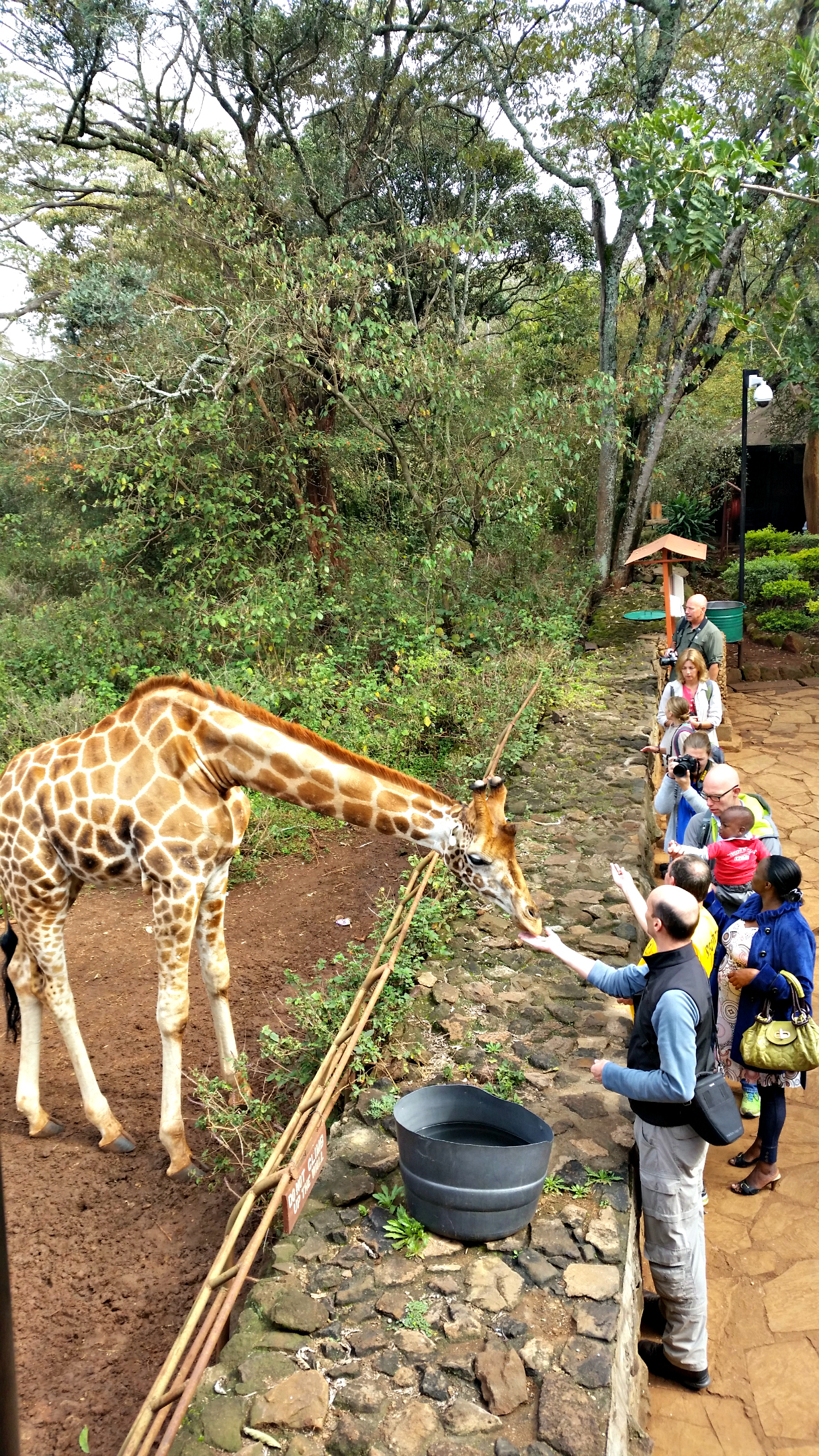 Giraffe 20140713_095510.jpg